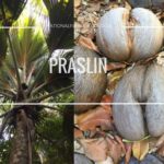 Palme und Coco de Mer Kokosnuss auf Praslin