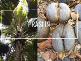 Palme und Coco de Mer Kokosnuss auf Praslin