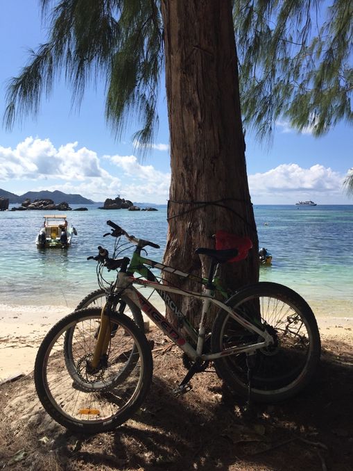 Fahrräder an Palme seychellen-reisetipps