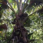 Palme mit Kokosnüssen im Nationalpark Fond Ferdinand auf Praslin, Seychellen