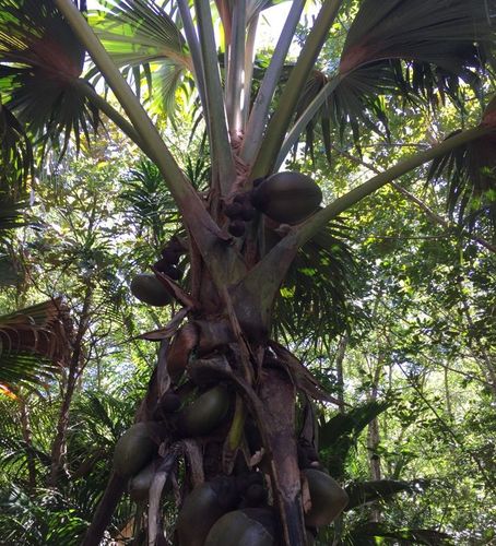 Palme mit Kokosnüssen im Nationalpark Fond Ferdinand, Praslin, Seychellen