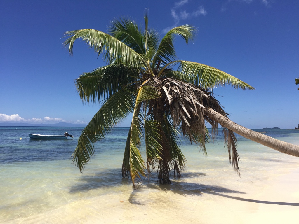 Palme mit Meerblick Praslin seychellen-reisetipps