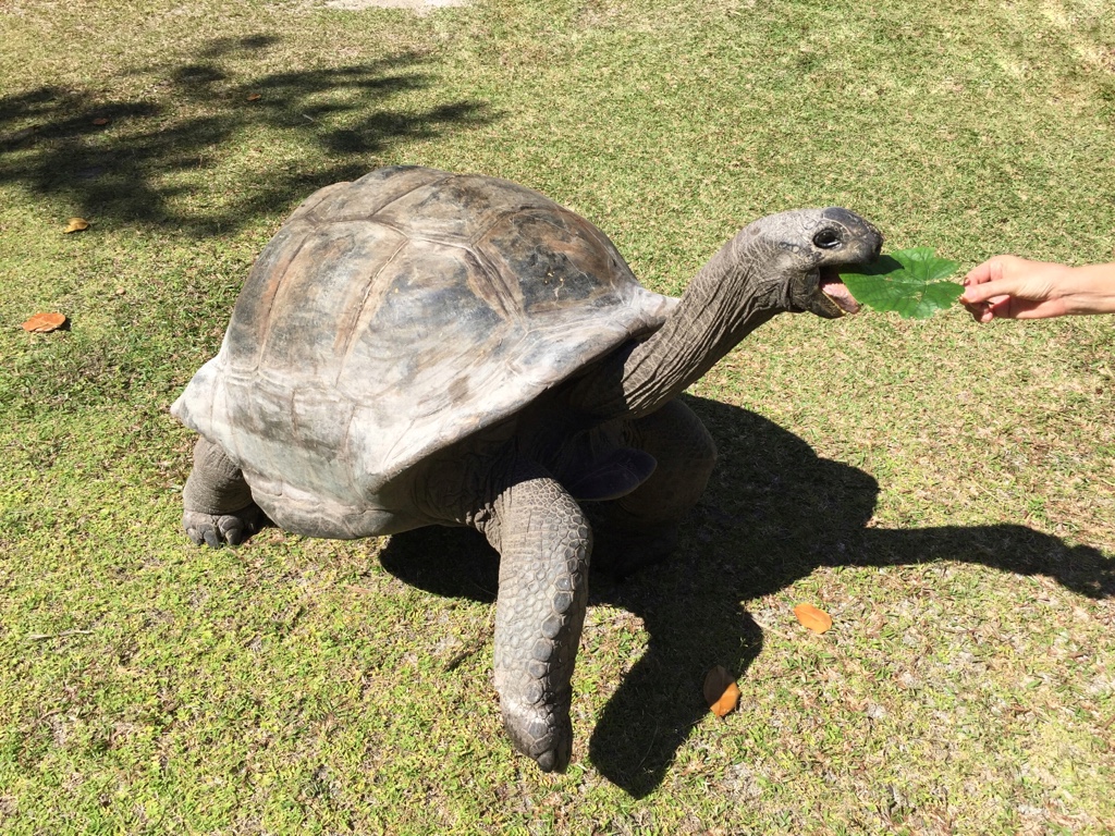 Schlidkröten füttern auf Curieuse seychellen-reisetipps
